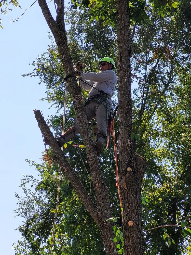 Top-rated outdoor landscaping in Sugar Creek, MO - Marvin Tree and Lawn Service