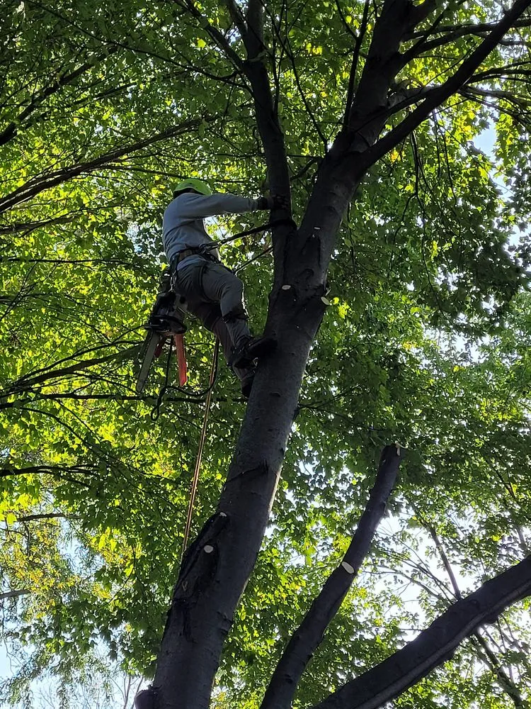 Expert landscape installation in Sugar Creek, MO - Marvin Tree and Lawn Service