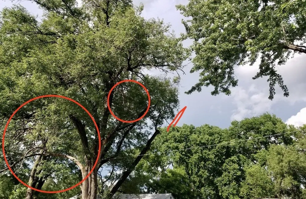 Reliable yard cleanup service for outdoor upgrades across Sugar Creek, MO - Marvin Tree and Lawn Service