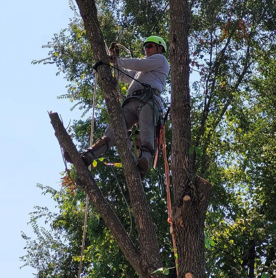 Local garden landscaping in Sugar Creek, MO - Marvin Tree and Lawn Service