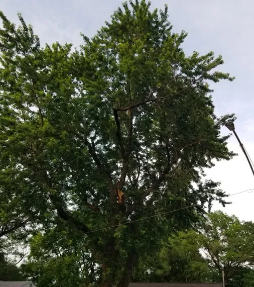 Reliable garden landscaping in Sugar Creek, MO - Marvin Tree and Lawn Service