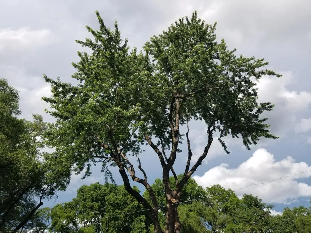 Local outdoor landscaping in Sugar Creek, MO by Marvin Tree and Lawn Service