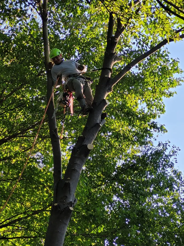 Expert lawn care service for homes in Sugar Creek, MO by Marvin Tree and Lawn Service