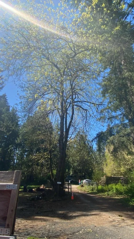 Trusted yard cleanup service for residential properties across Skokomish, WA - Marvinito Landscaping And Tree Service