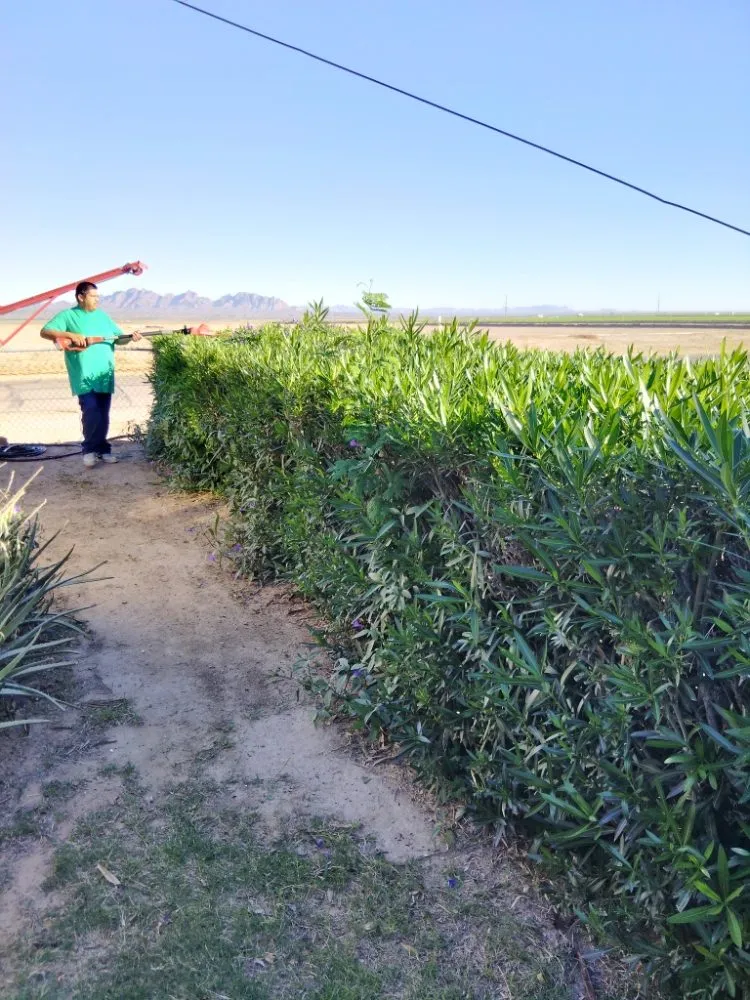 Reliable yard maintenance near you in yuma, AZ by Marvins Gardens