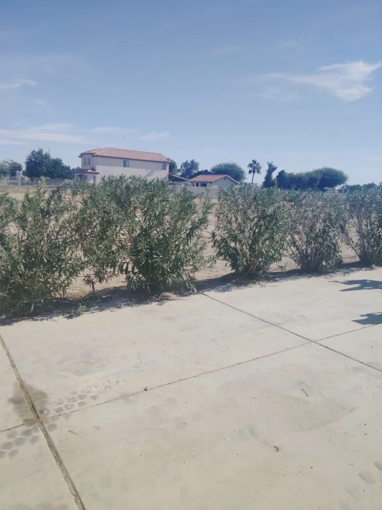 Trusted lawn care service for outdoor upgrades in yuma, AZ by Marvins Gardens