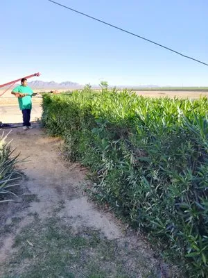 Marvins Gardens Logo