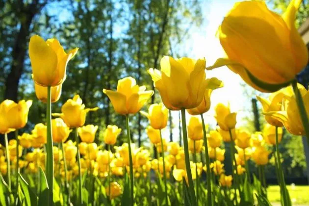 Custom landscape design with custom design in Toledo, OH by Marvin’s Lawncare