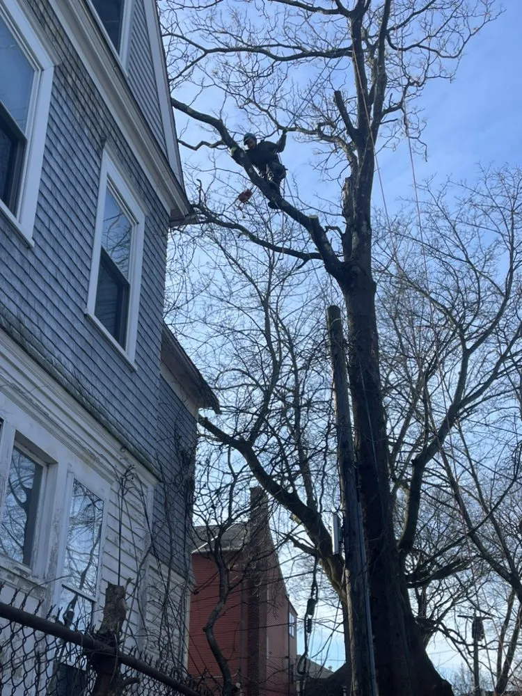 Affordable yard cleanup service for residential properties in Marlborough, MA by Marvin’s tree service & Landscape