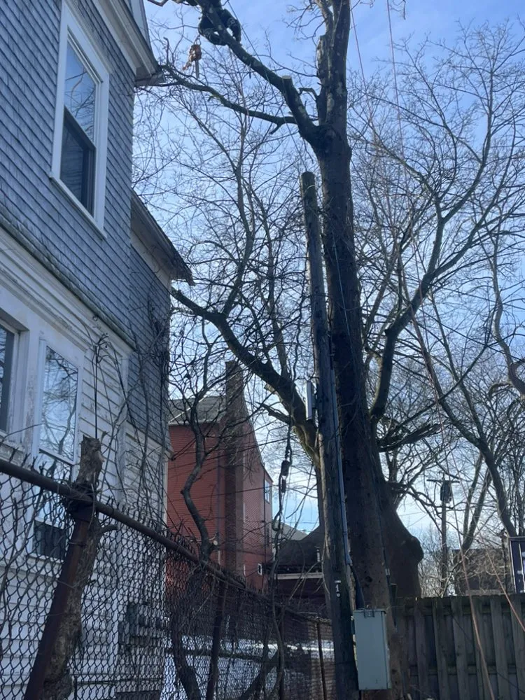 Trusted yard maintenance in Marlborough, MA - Marvin’s tree service & Landscape