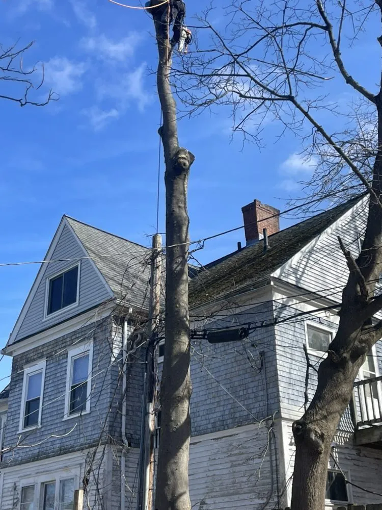 Local lawn care service experts serving Marlborough, MA - Marvin’s tree service & Landscape