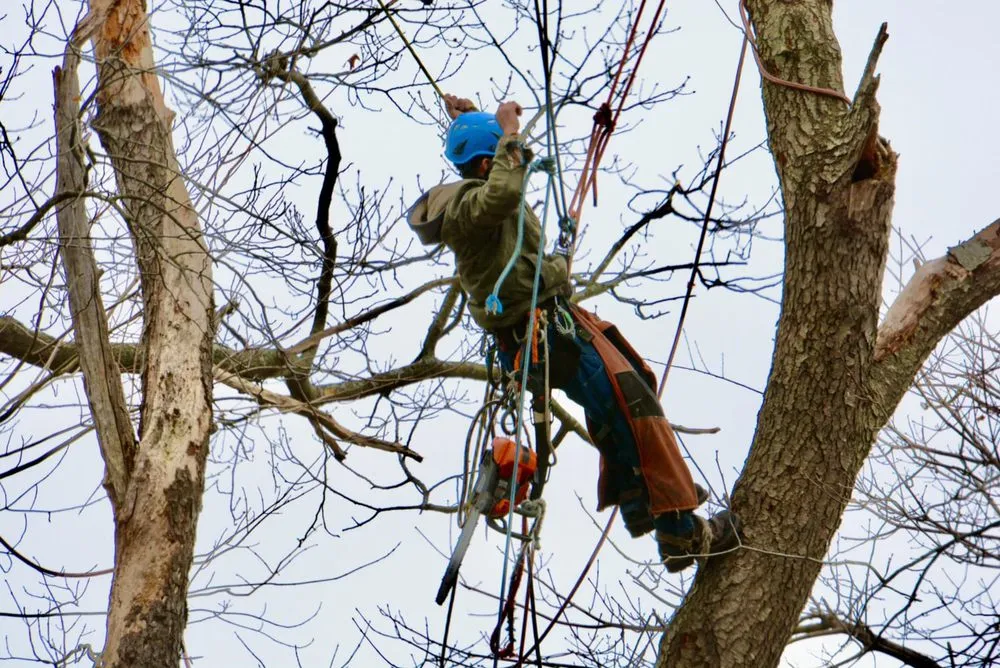 Expert yard cleanup service in Marlborough, MA - Marvin’s tree service & Landscape