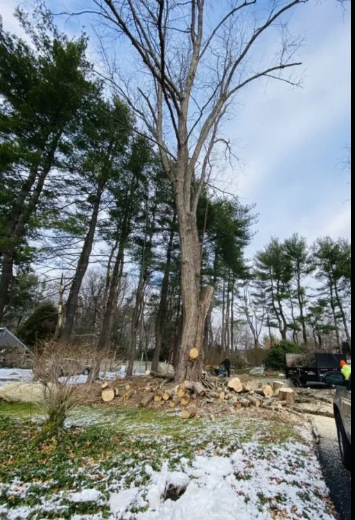 Custom yard maintenance for year-round maintenance in Marlborough, MA by Marvin’s tree service & Landscape