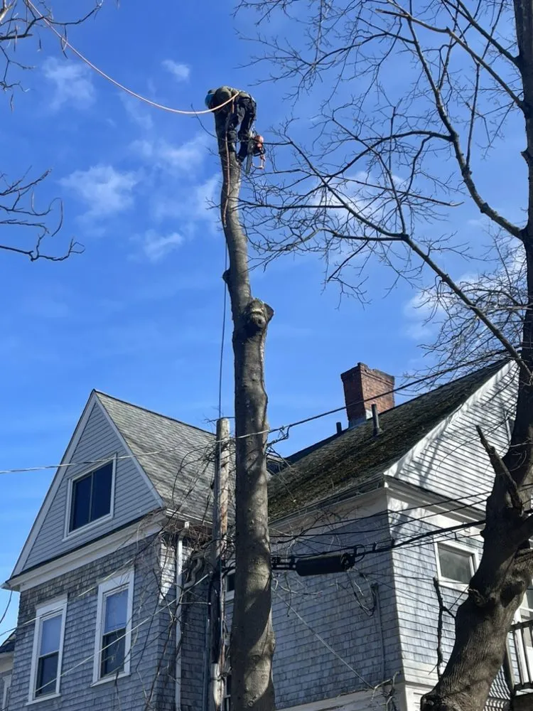 Top-rated landscape installation in Marlborough, MA - Marvin’s tree service & Landscape