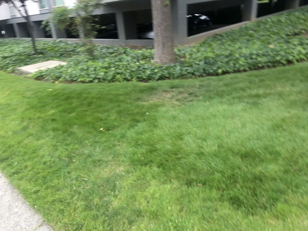 Trusted landscape design for beautiful yards across Mountain View, CA - Marvy’s Landscape Services