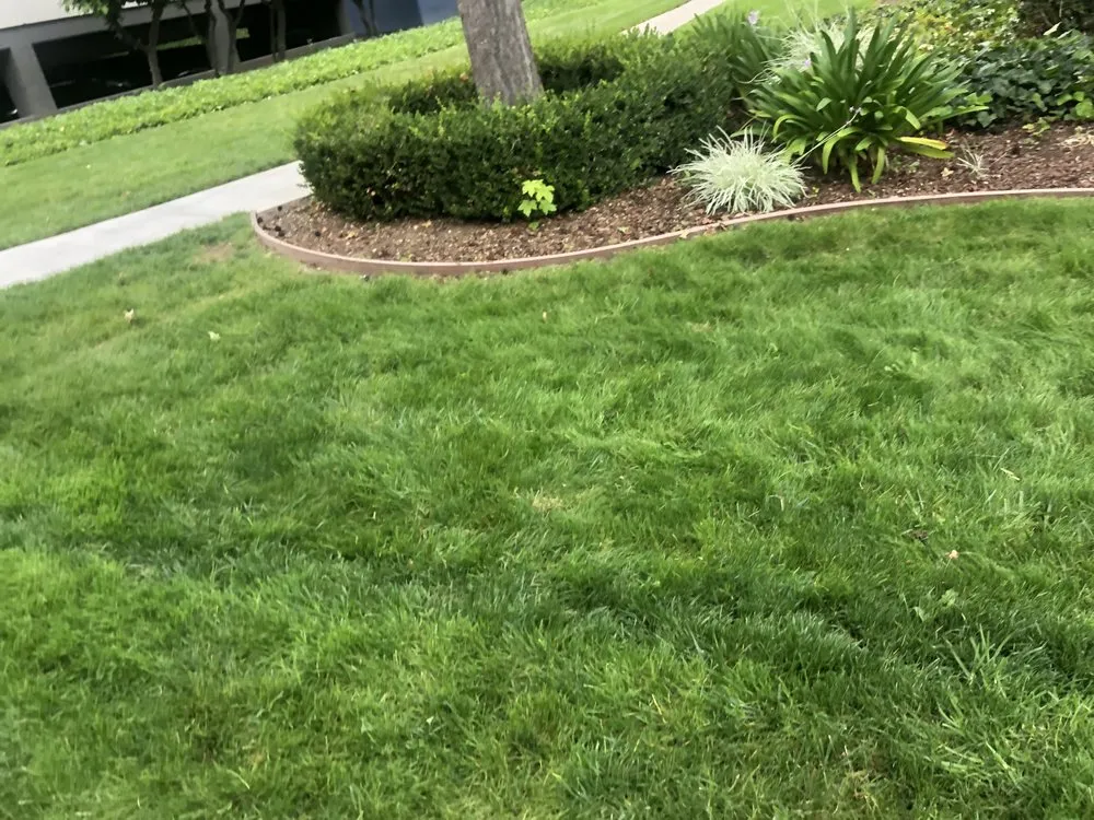 Expert garden landscaping for outdoor upgrades in Mountain View, CA by Marvy’s Landscape Services