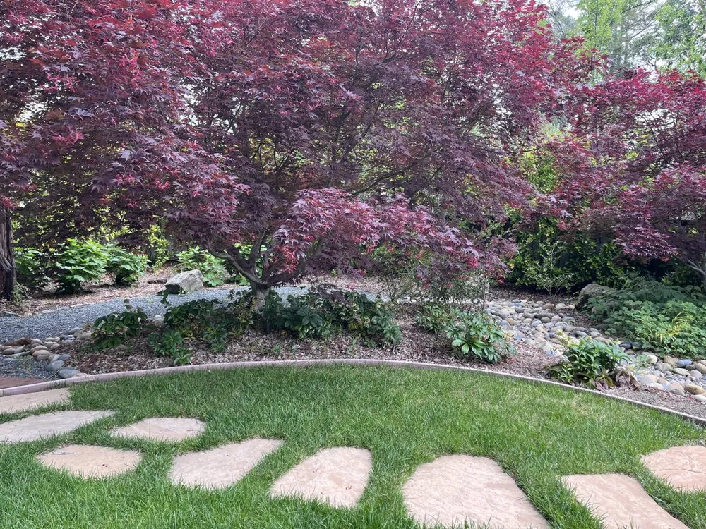 Professional yard cleanup service in Mountain View, CA - Marvy’s Landscape Services