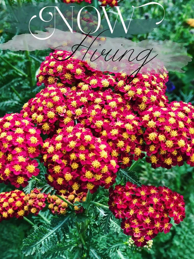 Reliable lawn mowing service experts serving Ypsilanti, MI - Mary Berry's Gardening