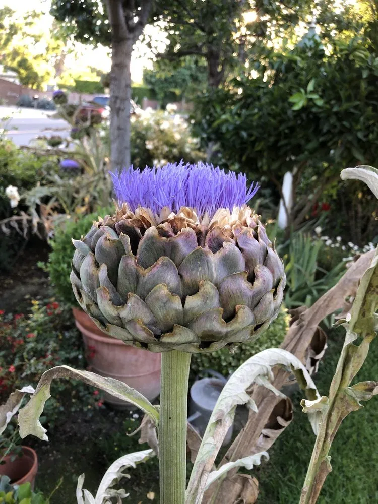 Professional garden landscaping in Glendale, CA - Mary Cardea Landscaping