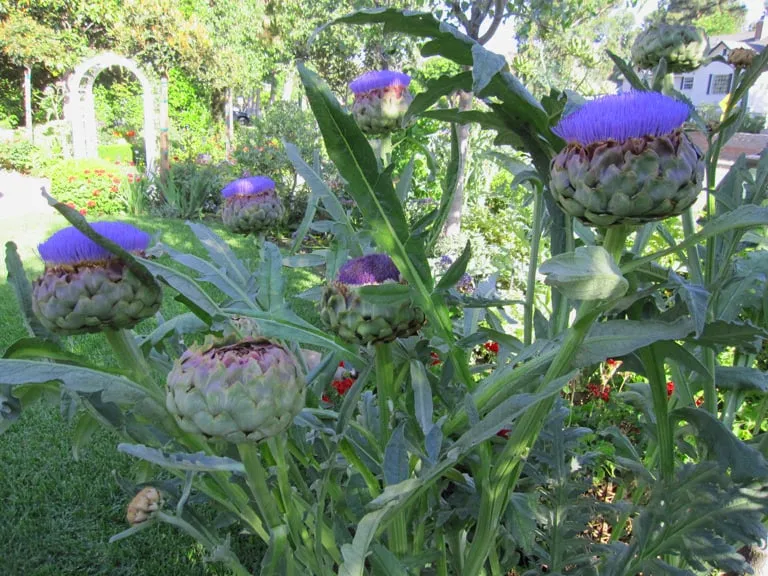 Professional lawn care service in Glendale, CA - Mary Cardea Landscaping