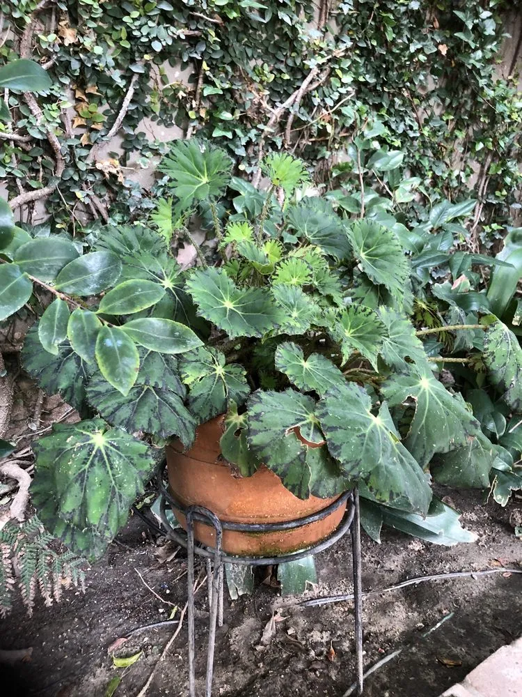 Local yard maintenance in Glendale, CA by Mary Cardea Landscaping