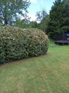 Trusted landscape design experts serving Riverdale, GA - Mary Houston Landscaping Services