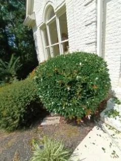 Top-rated lawn care service for beautiful yards in Riverdale, GA by Mary Houston Landscaping Services