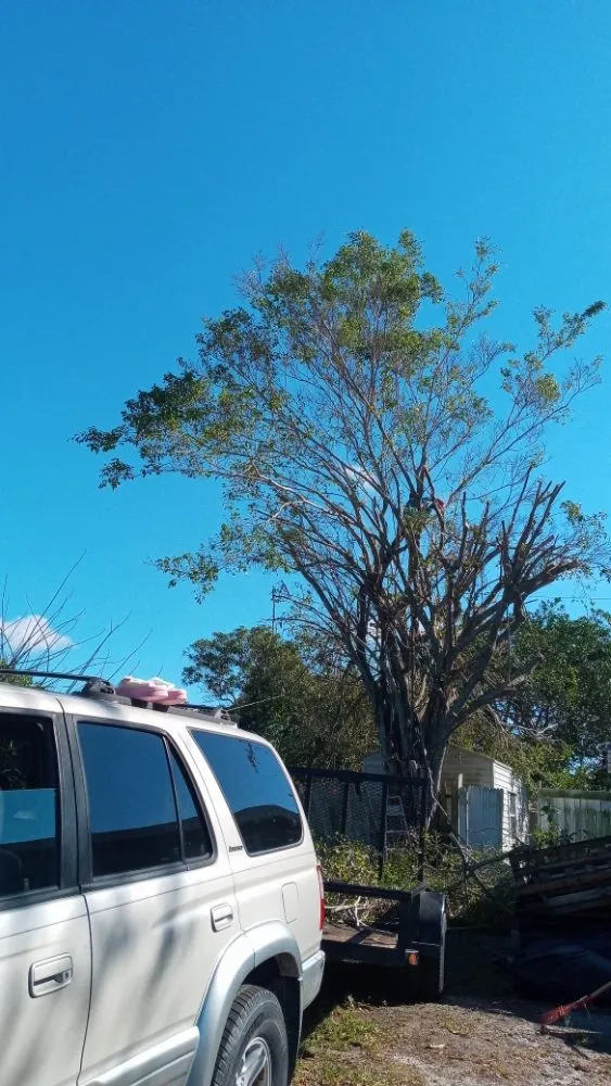 Expert yard maintenance in Loxahatchee, FL - Mary&Peters Tree Trimming