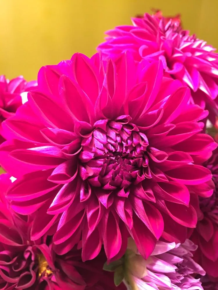 Reliable landscape installation with custom design in Baltimore, MD by Mary's Landscaping Services