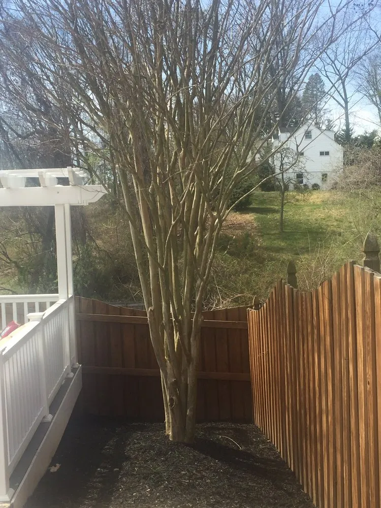 Affordable landscaping services in Baltimore, MD by Mary's Landscaping Services