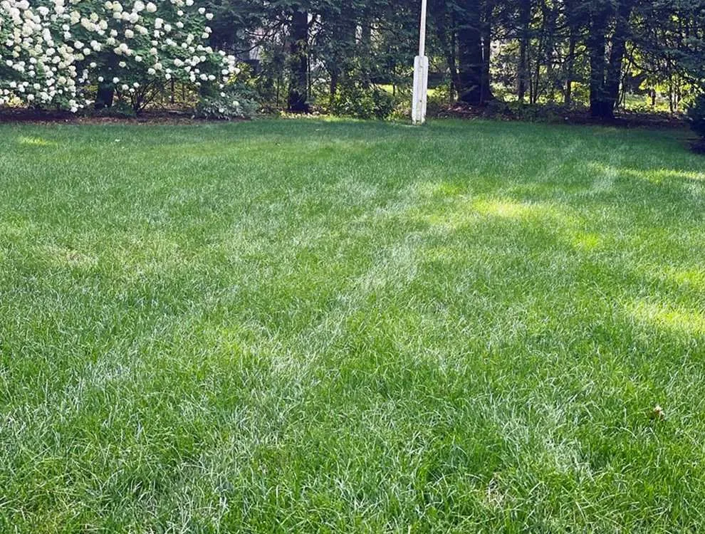 Reliable lawn care service in Phoenix, AZ - Maryvale Lawn Care