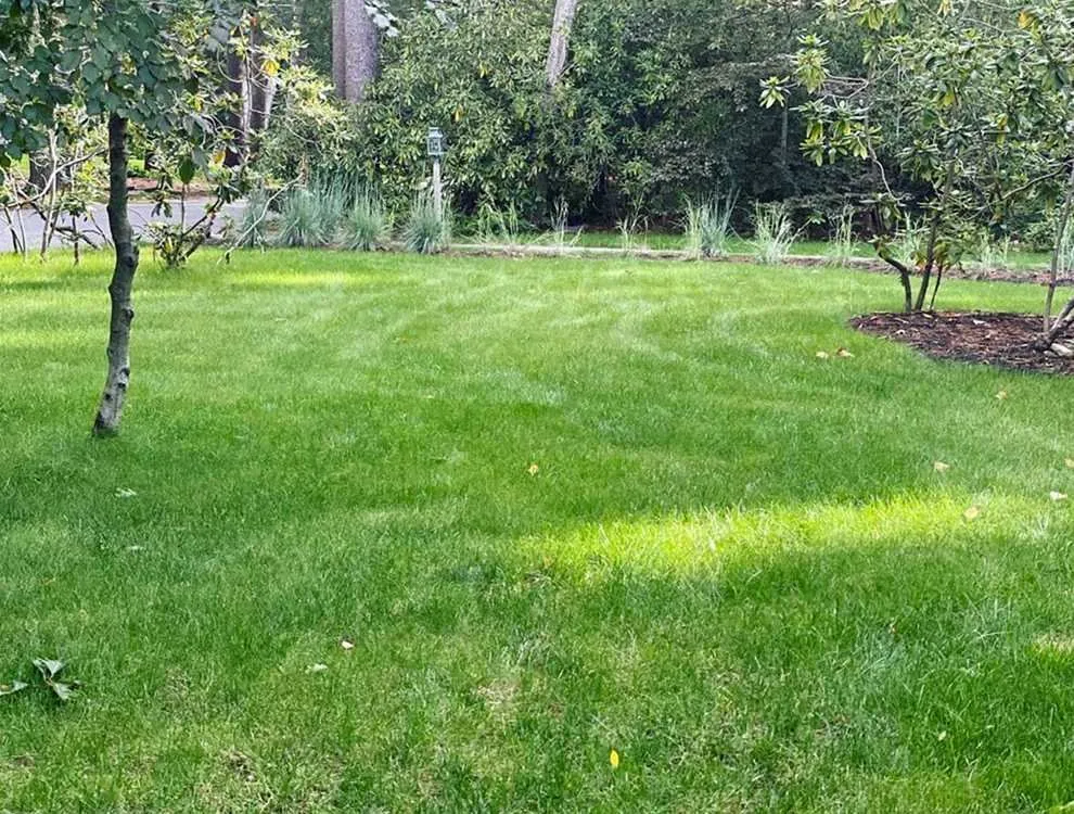 Top-rated yard maintenance in Phoenix, AZ - Maryvale Lawn Care