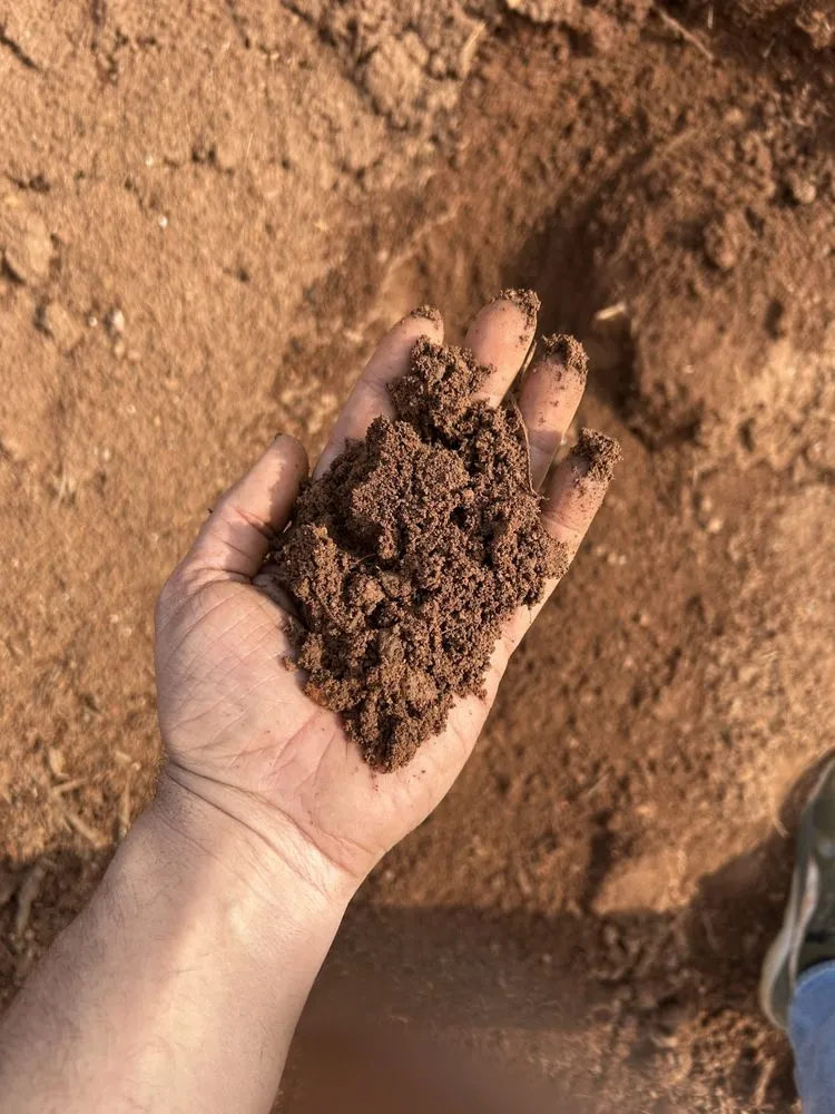Local yard cleanup service experts serving Lawrenceville, GA - Masa Dump Contracting