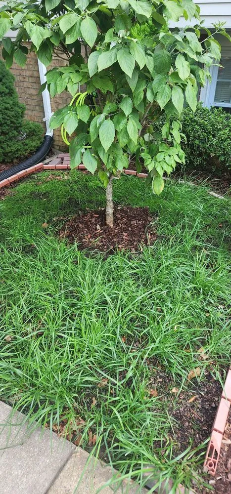 Custom yard cleanup service for beautiful yards across Woodbridge, VA - Masada Landscaping