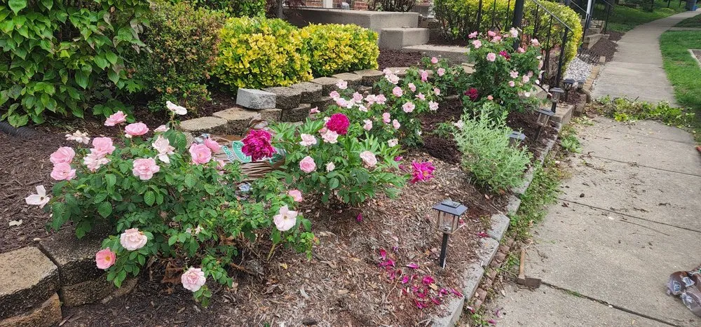 Local lawn care service experts serving Woodbridge, VA - Masada Landscaping