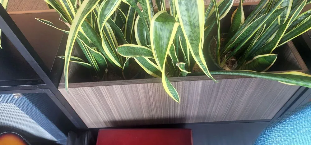 Top-rated landscape design in Woodbridge, VA by Masada Landscaping