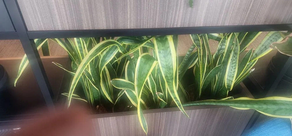 Custom landscape installation in Woodbridge, VA by Masada Landscaping