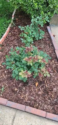 Masada Landscaping Logo