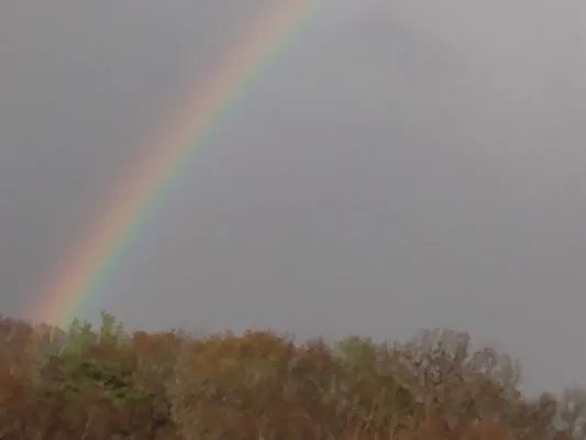 Masingo lawn care Logo