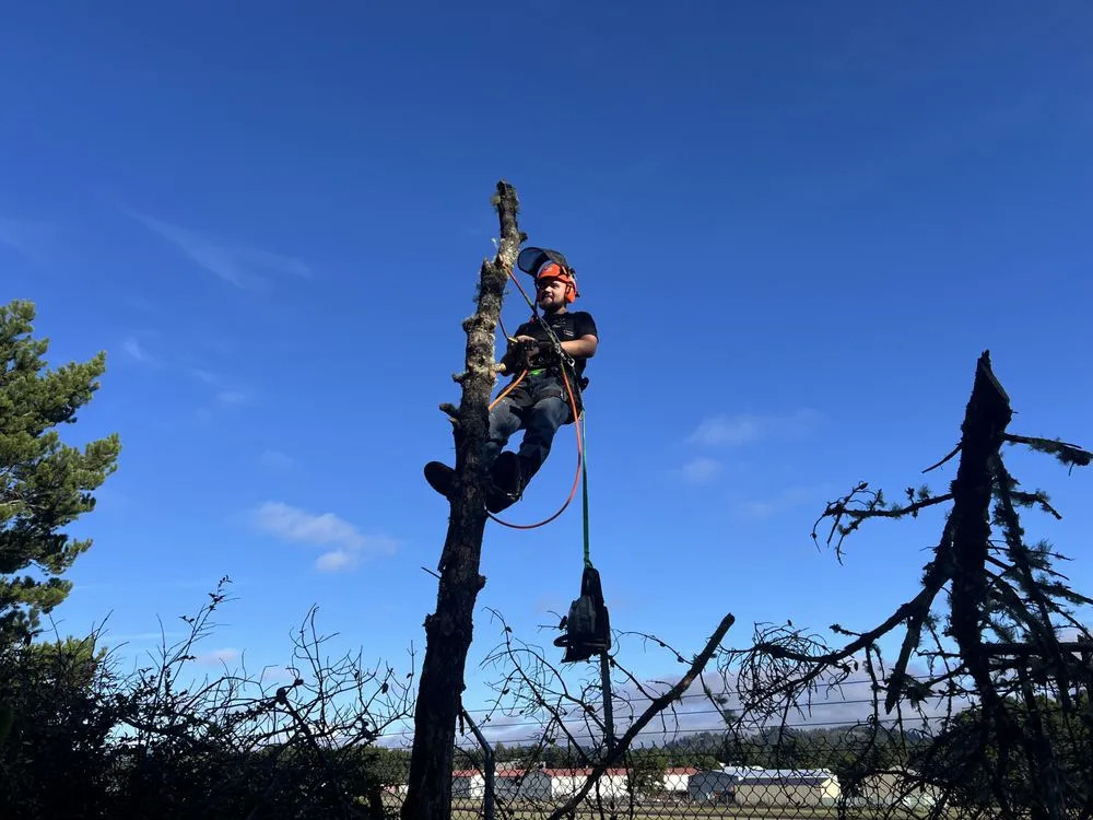 Affordable yard cleanup service in Florence, OR - Mason Prociw Landscape