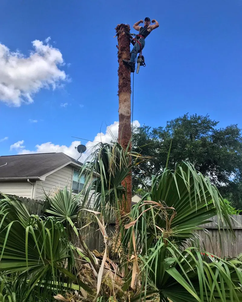 Expert residential landscaping in Sugar Land, TX - Mason Trees