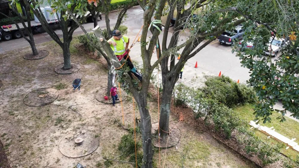 Local yard cleanup service in Sugar Land, TX by Mason Trees