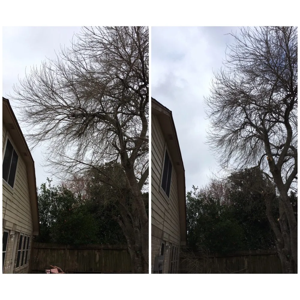 Trusted landscaping services experts serving Sugar Land, TX - Mason Trees
