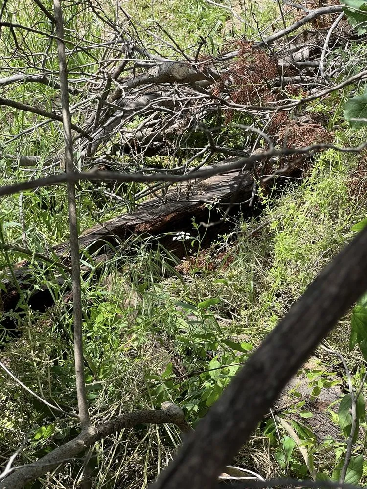 Custom lawn care service for residential properties across Dallas, TX - Masonry Scapes