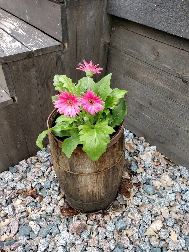 Reliable lawn care service in Avon, MN - Mason's Lawn Care