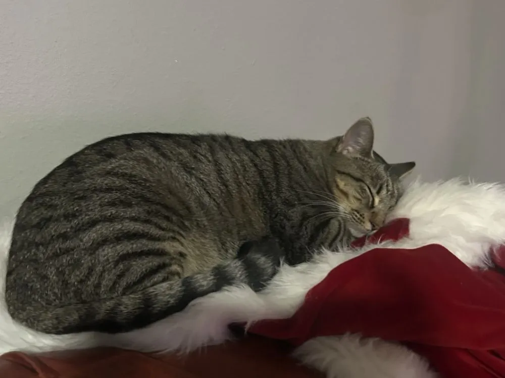 Expert residential landscaping for year-round maintenance across Ponchatoula, LA - Maso's Helping Hand