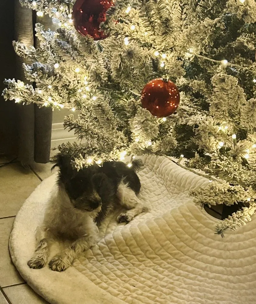 Local lawn care service for homes in Ponchatoula, LA by Maso's Helping Hand