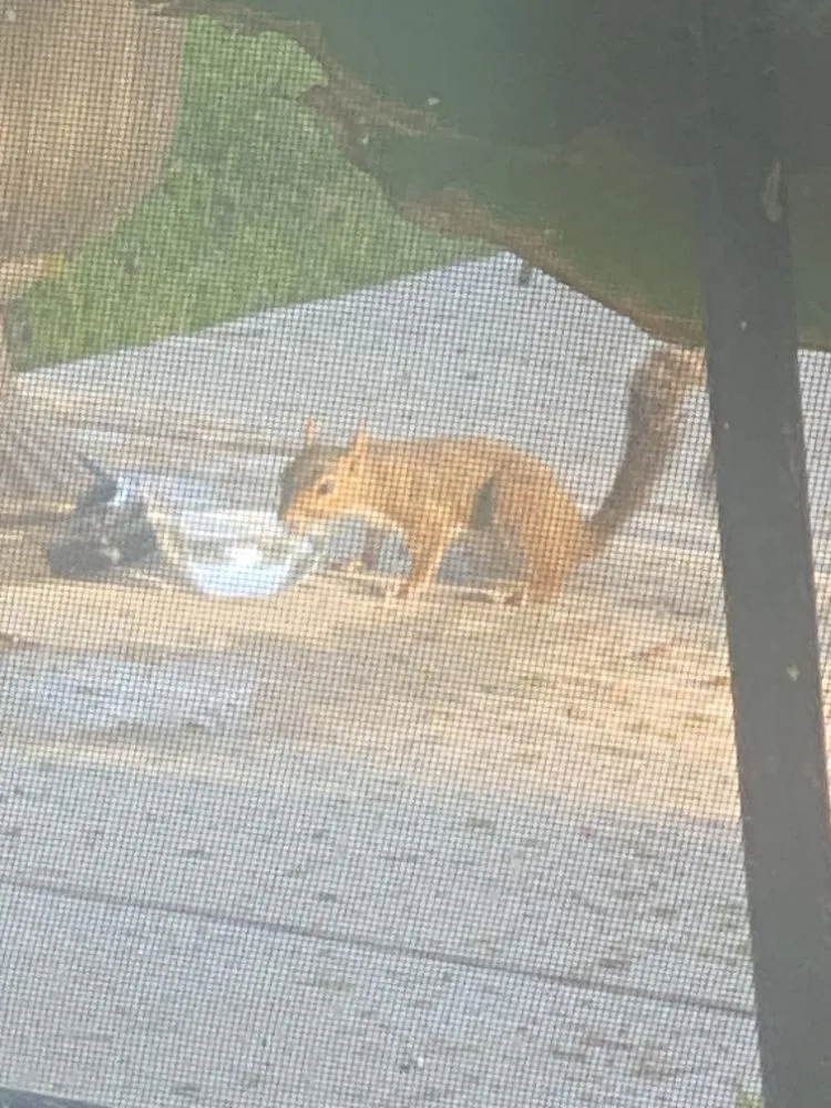 Top-rated outdoor landscaping in Ponchatoula, LA by Maso's Helping Hand