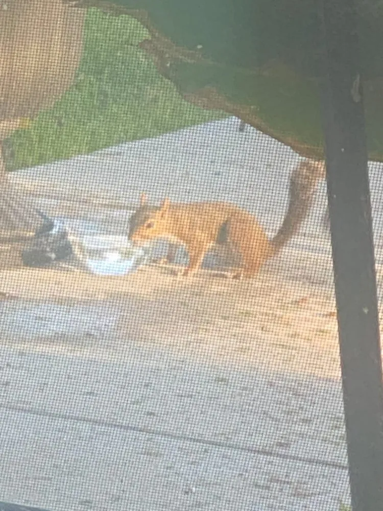 Expert outdoor landscaping for residential properties across Ponchatoula, LA - Maso's Helping Hand