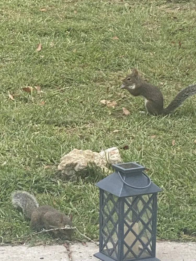 Affordable landscape design for beautiful yards in Ponchatoula, LA by Maso's Helping Hand